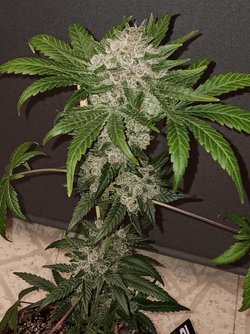 Lanks fastbuds run. Week 11