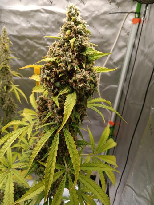 Lanks fastbuds run. Week 11 - Z up #1