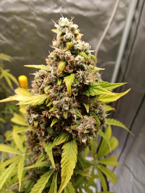 Lanks fastbuds run. Week 11 - Z up #1