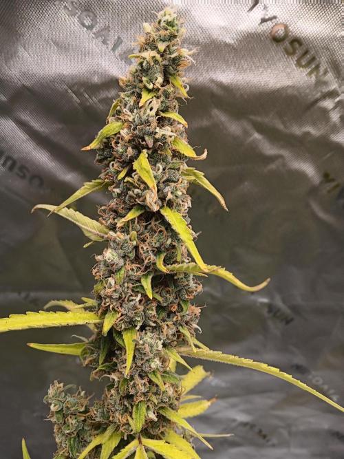 Lanks fastbuds run. Week 11 - Z up #2