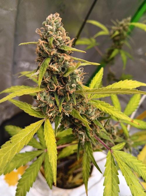 Lanks fastbuds run. Week 11 - Z up #2