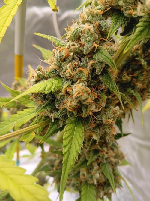 Lanks fastbuds run. Week 11 - Z up#2