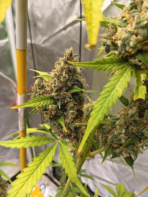 Lanks fastbuds run. Week 11 - Z up#1
