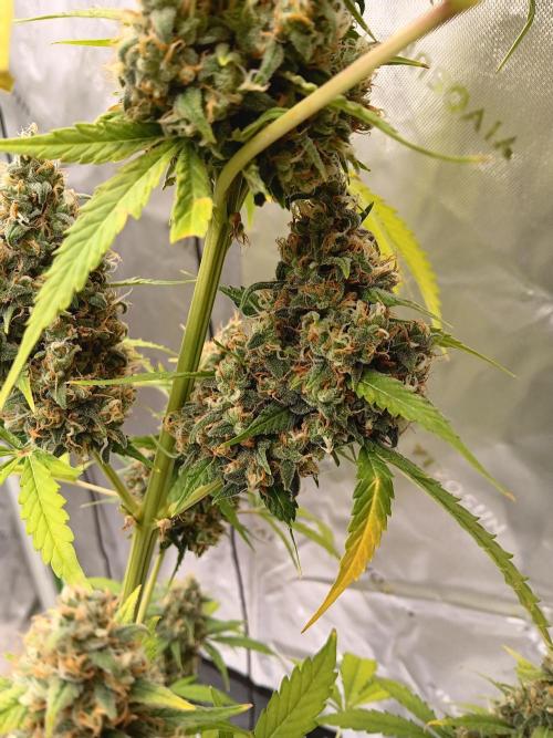 Lanks fastbuds run. Week 11 - Z up#1