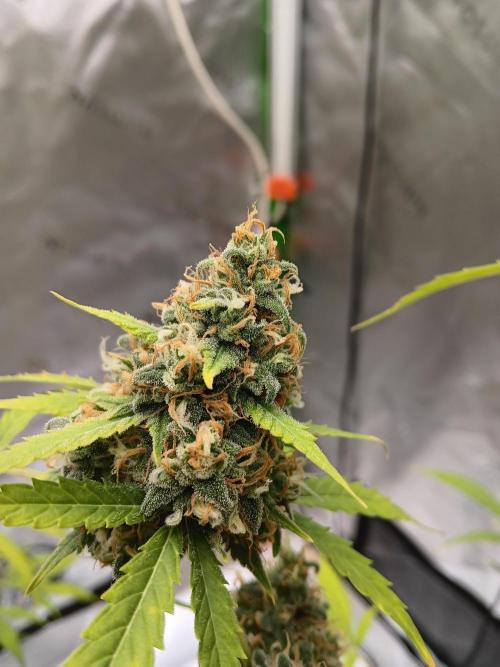 Lanks fastbuds run. Week 11 - Z up#1