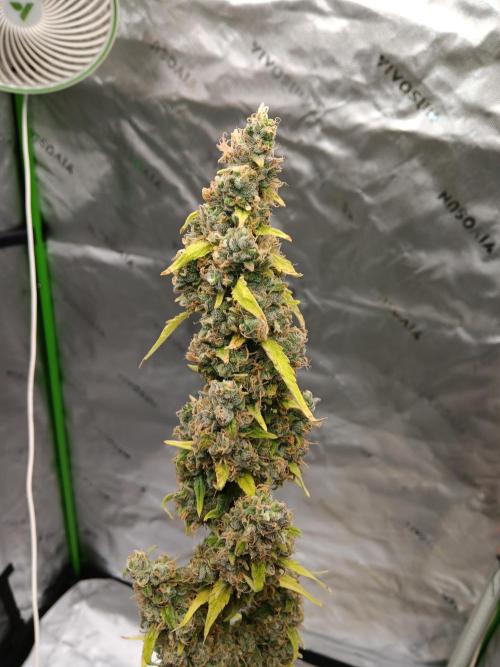 Lanks fastbuds run. Week 12 - Day of chopp