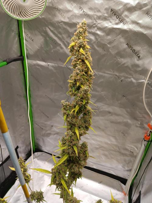 Lanks fastbuds run. Week 12