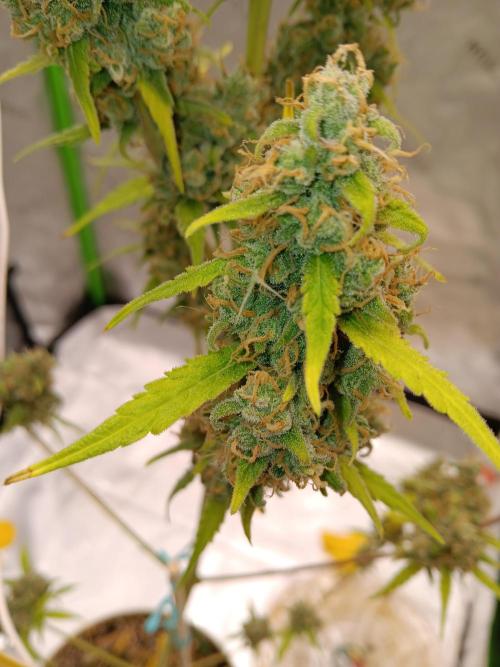 Lanks fastbuds run. Week 12