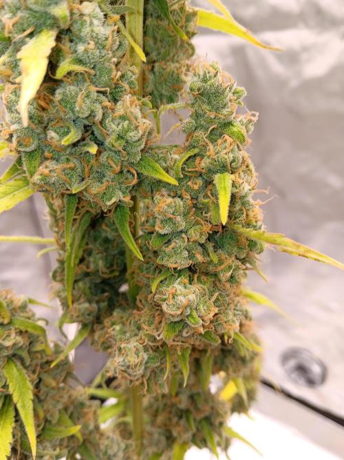 Lanks fastbuds run. Week 12