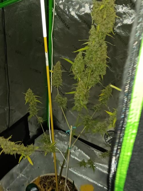Lanks fastbuds run. Week 12