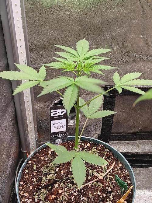 Lanks fastbuds run. Week 3