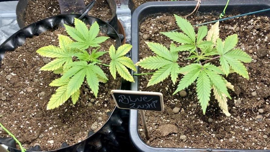 BLUE ZUSHI 🔵🍣. Week 4