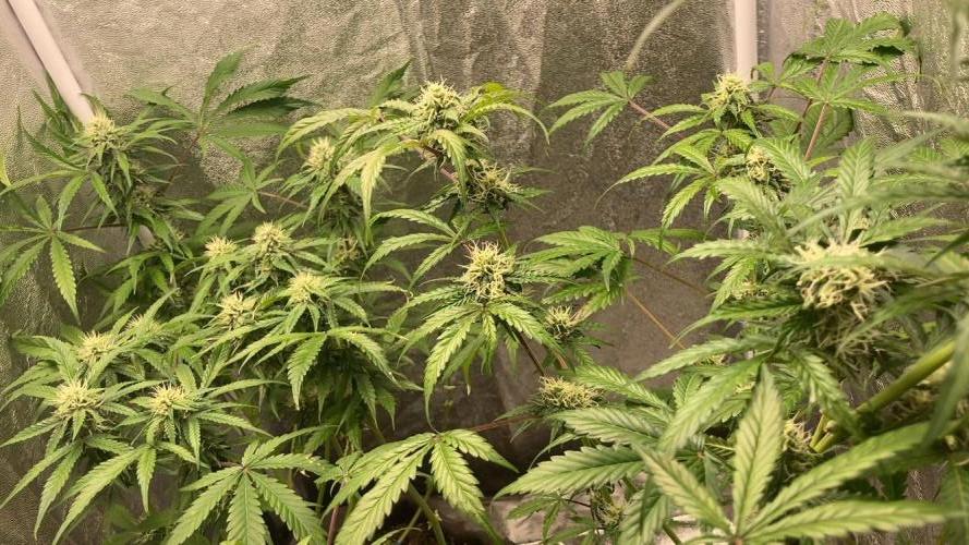 PINEAPPLE GLUE🍍🦍& PassionFruitz. Week 10