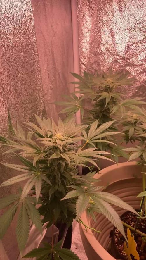 SENSI SKUNK[OUT to IN]