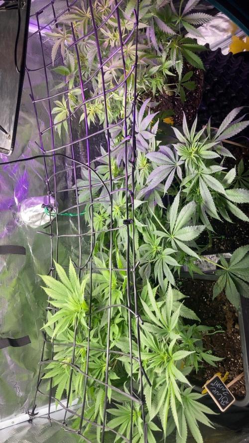 ZUSHI-FROZEN-LEMON. Week 7