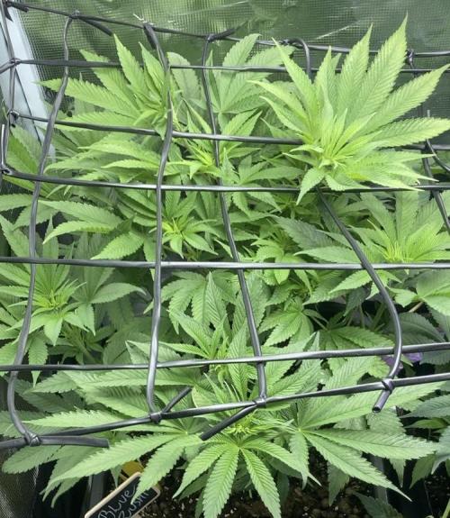 ZUSHI-FROZEN-LEMON. Week 7 - Zushi