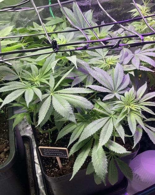 ZUSHI-FROZEN-LEMON. Week 7 - Lemon