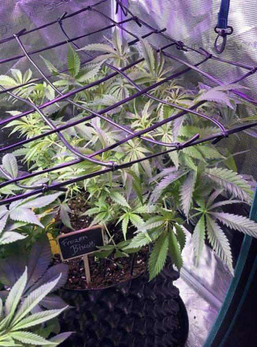 ZUSHI-FROZEN-LEMON. Week 7 - Biscotti