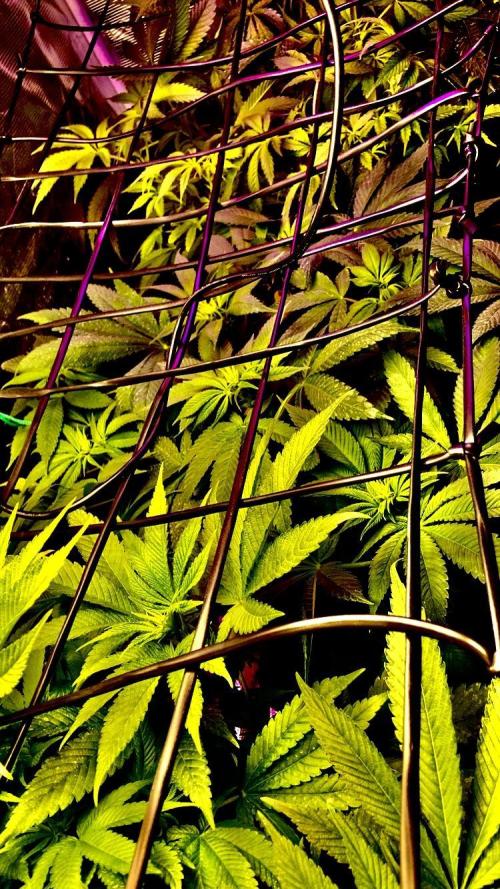 ZUSHI-FROZEN-LEMON. Week 7