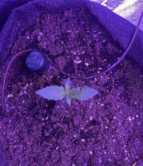 PINEAPPLE GLUE🍍🦍. Week 1 - 🍍