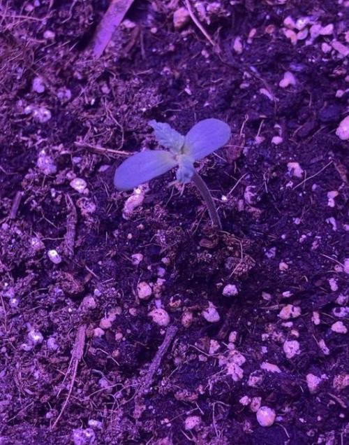 PINEAPPLE GLUE🍍🦍. Week 1 - PassionFruitz