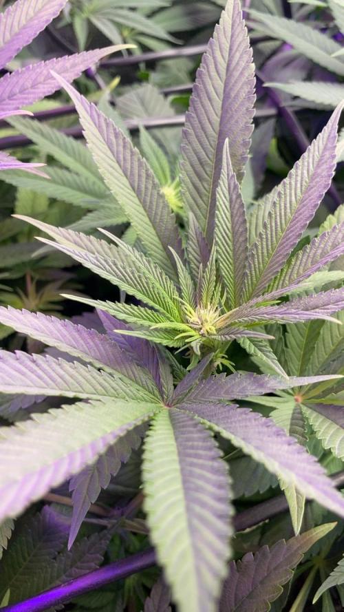 ZUSHI-FROZEN-LEMON. Week 8 - Blue Zushi 