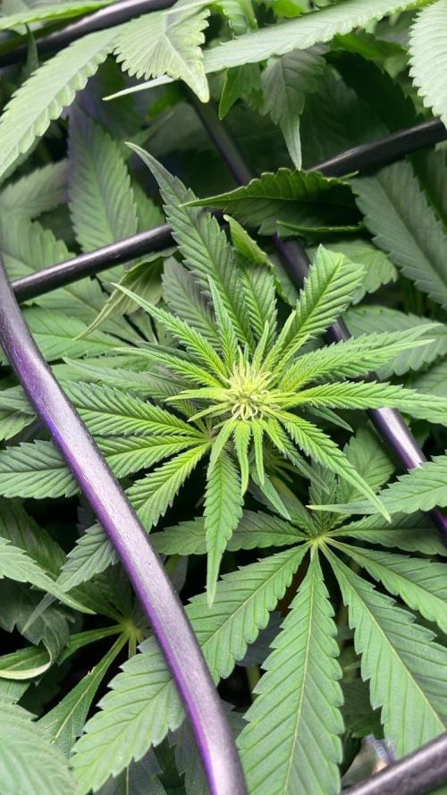 ZUSHI-FROZEN-LEMON. Week 8 - Lemon shining silver haze