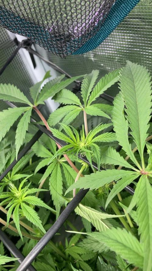 ZUSHI-FROZEN-LEMON. Week 8 - Frozen biscotti