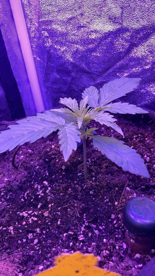 PINEAPPLE GLUE🍍🦍. Week 2