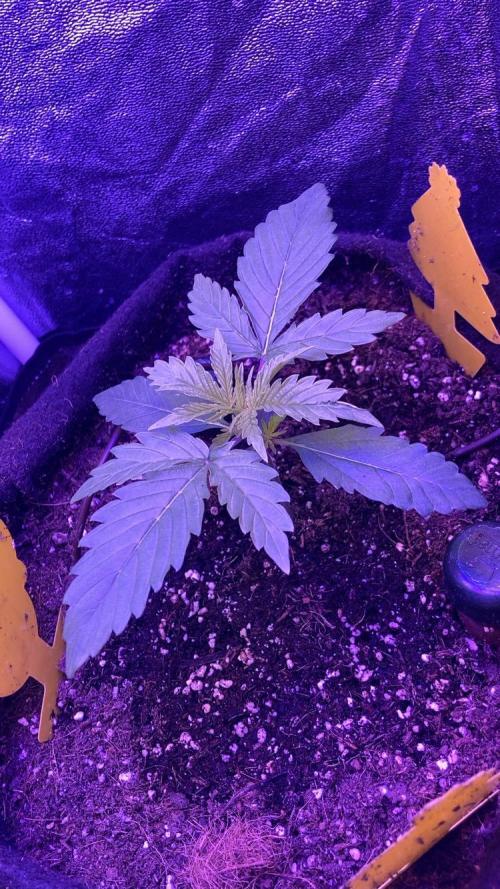 PINEAPPLE GLUE🍍🦍. Week 2