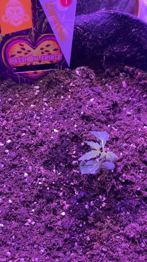 PINEAPPLE GLUE🍍🦍. Week 2