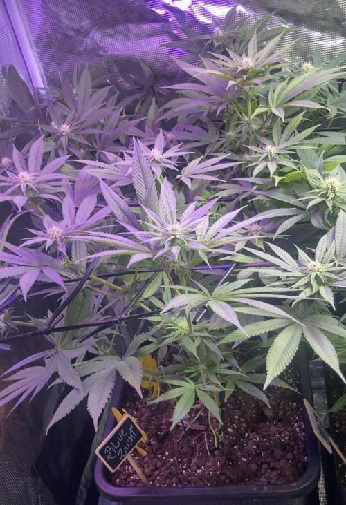 ZUSHI-FROZEN-LEMON. Week 9 - Zushi