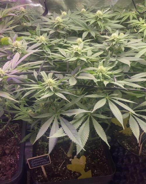 ZUSHI-FROZEN-LEMON. Week 9 - Lemon