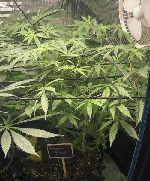 ZUSHI-FROZEN-LEMON. Week 9 - Frozen