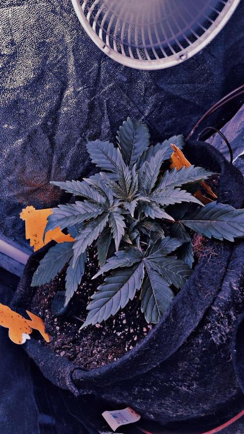 PINEAPPLE GLUE🍍🦍. Week 3