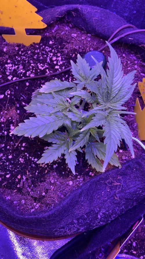 PINEAPPLE GLUE🍍🦍. Week 3