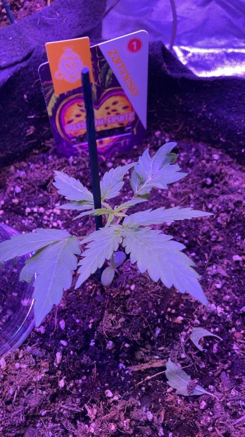 PINEAPPLE GLUE🍍🦍. Week 3