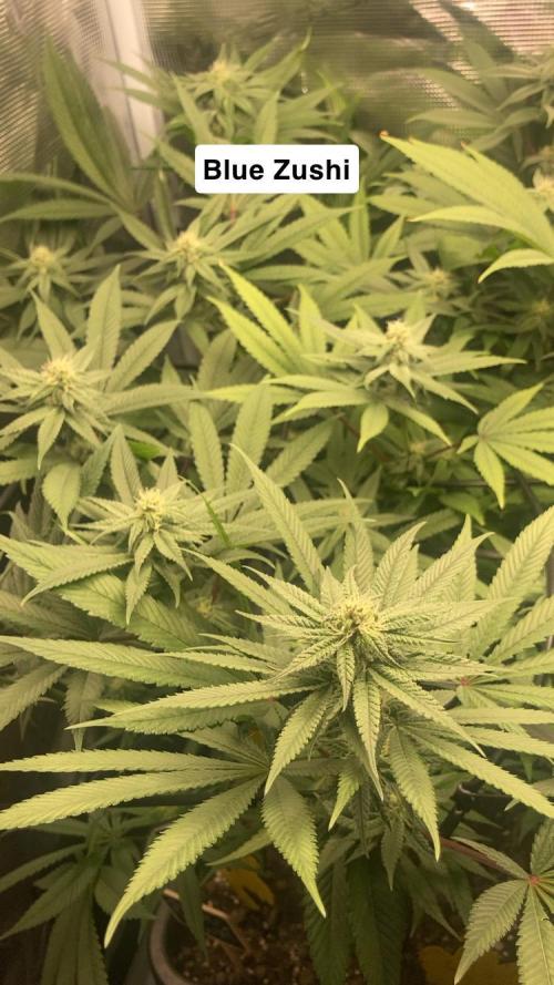 ZUSHI-FROZEN-LEMON. Week 10