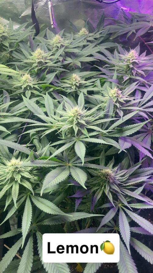 ZUSHI-FROZEN-LEMON. Week 10