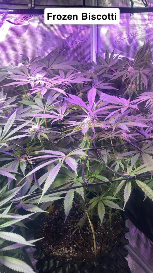 ZUSHI-FROZEN-LEMON. Week 10