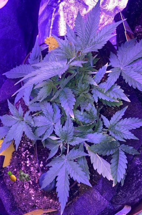 PINEAPPLE GLUE🍍🦍& PassionFruitz. Week 4