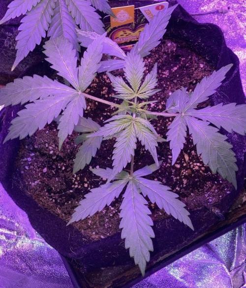 PINEAPPLE GLUE🍍🦍& PassionFruitz. Week 4