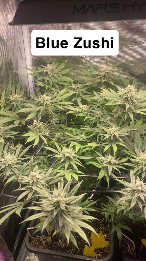 ZUSHI-FROZEN-LEMON. Week 11