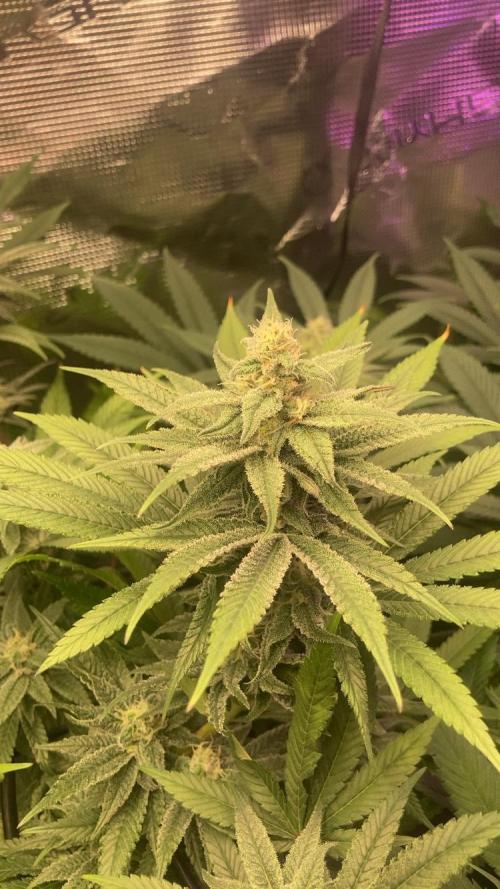 ZUSHI-FROZEN-LEMON. Week 11