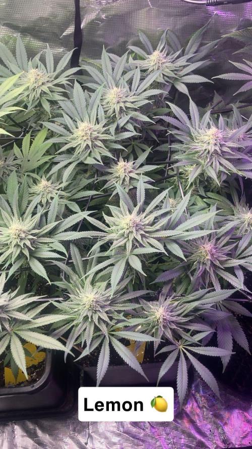 ZUSHI-FROZEN-LEMON. Week 11