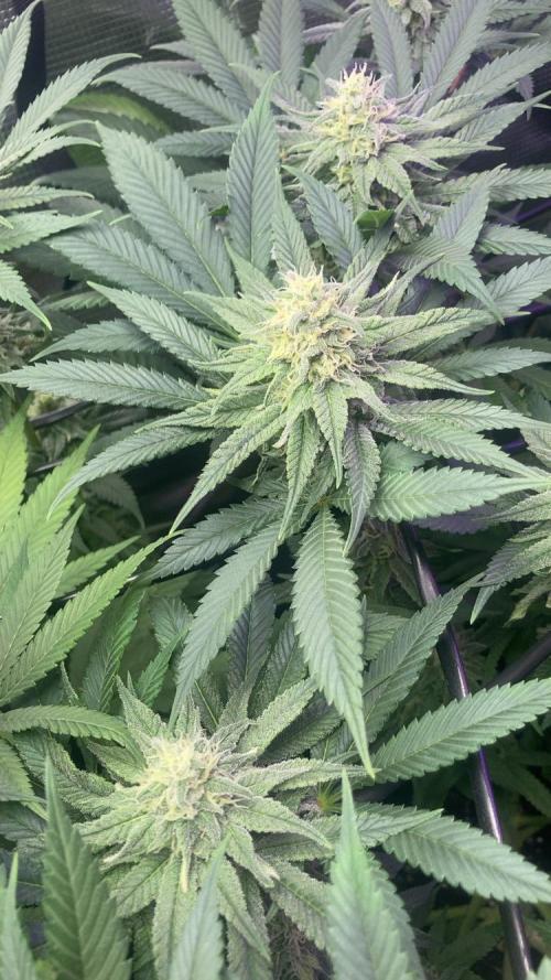 ZUSHI-FROZEN-LEMON. Week 11