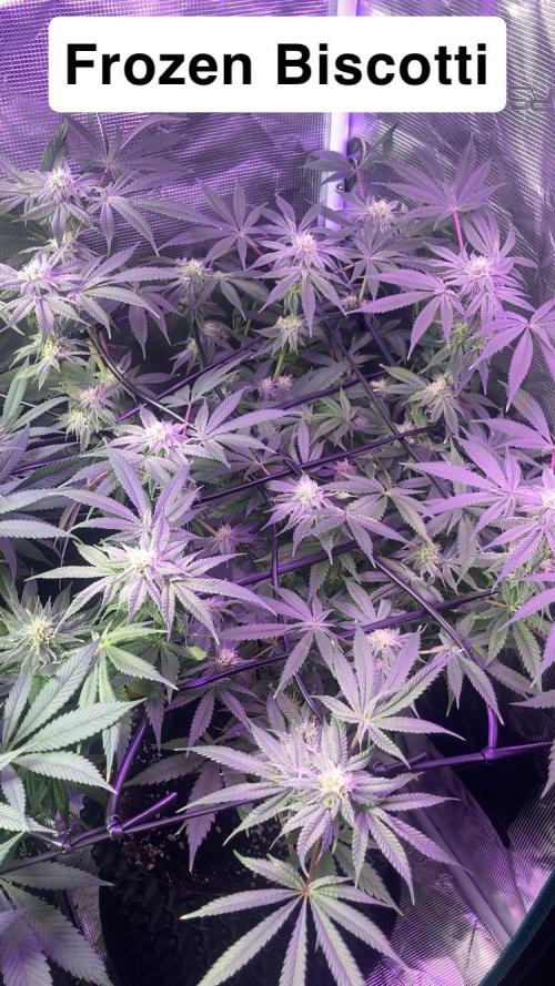 ZUSHI-FROZEN-LEMON. Week 11