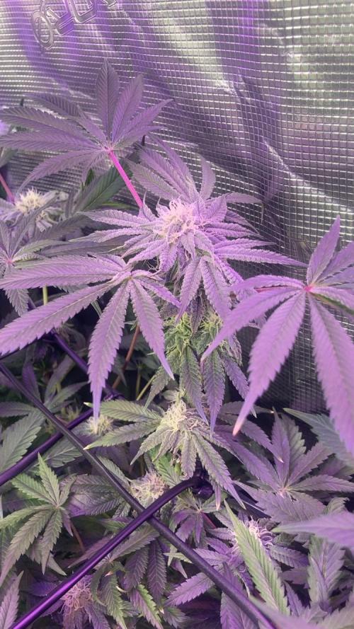 ZUSHI-FROZEN-LEMON. Week 11