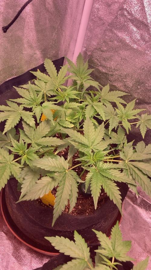 PINEAPPLE GLUE🍍🦍& PassionFruitz. Week 5