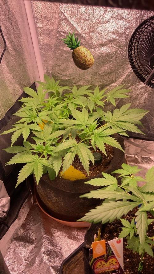 PINEAPPLE GLUE🍍🦍& PassionFruitz. Week 5